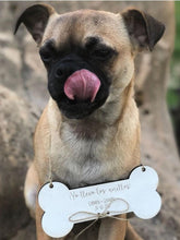 Porta anillos para perro